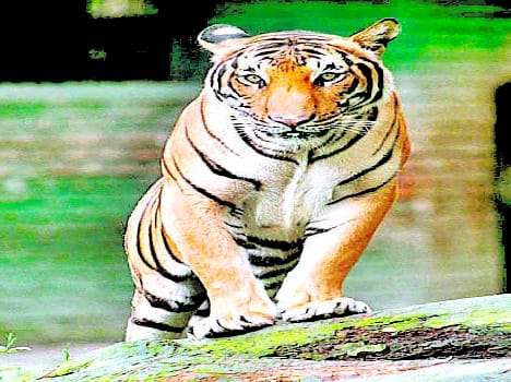 Mailani , Bira forests Tiger will also count